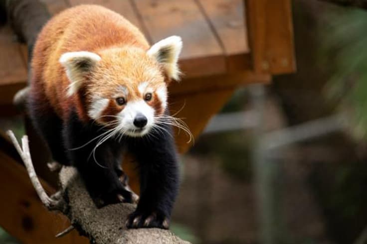 brisbane to sydney road trip itinerary 1 red panda in currumbin animal sanctuary gold coast