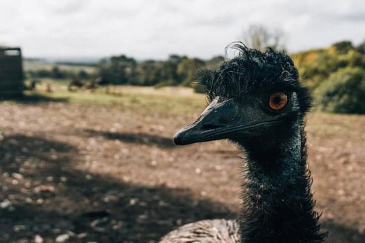 off the beaten track on the great ocean road 3 Emu at Great Ocean Road Wildlife Park