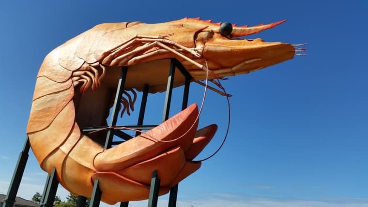 melbourne-to-cairns-big-prawn