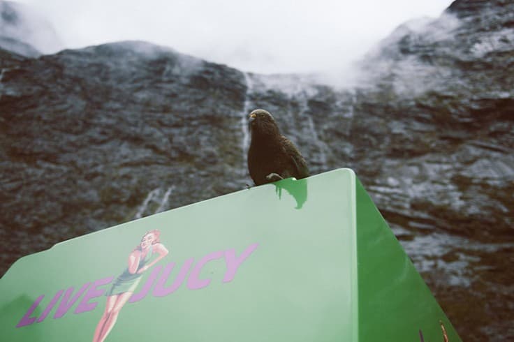 Kea landing on top of a JUCY Condo Campervan