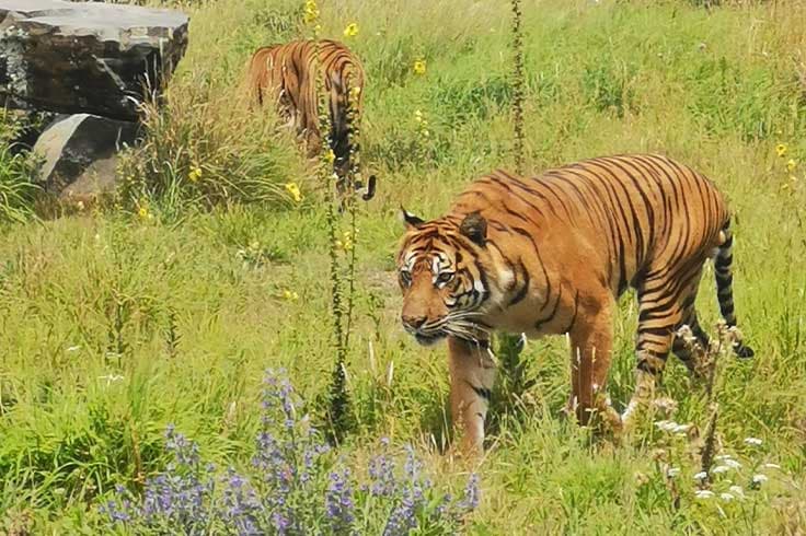 Two tigers at feeding time at Orana Wildlife Park