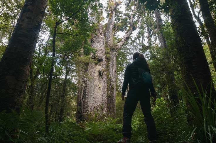 A girl admiring Te Matua Ngahere with a girth just over 16 metres, a giant kauri (Agathis australis) coniferous tree in the Waipoua Forest A girl admiring Te Matua Ngahere, a giant kauri tree in the Waipoua Forest