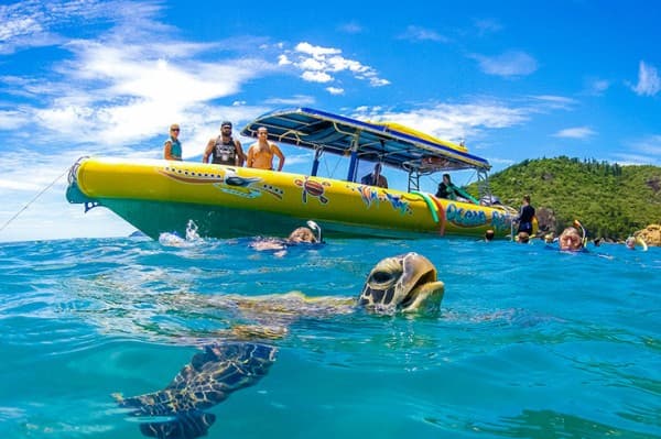 jucy campervan hire cairns sea turtle736px x 490px airlie-beach-activities-boat-whitsundays